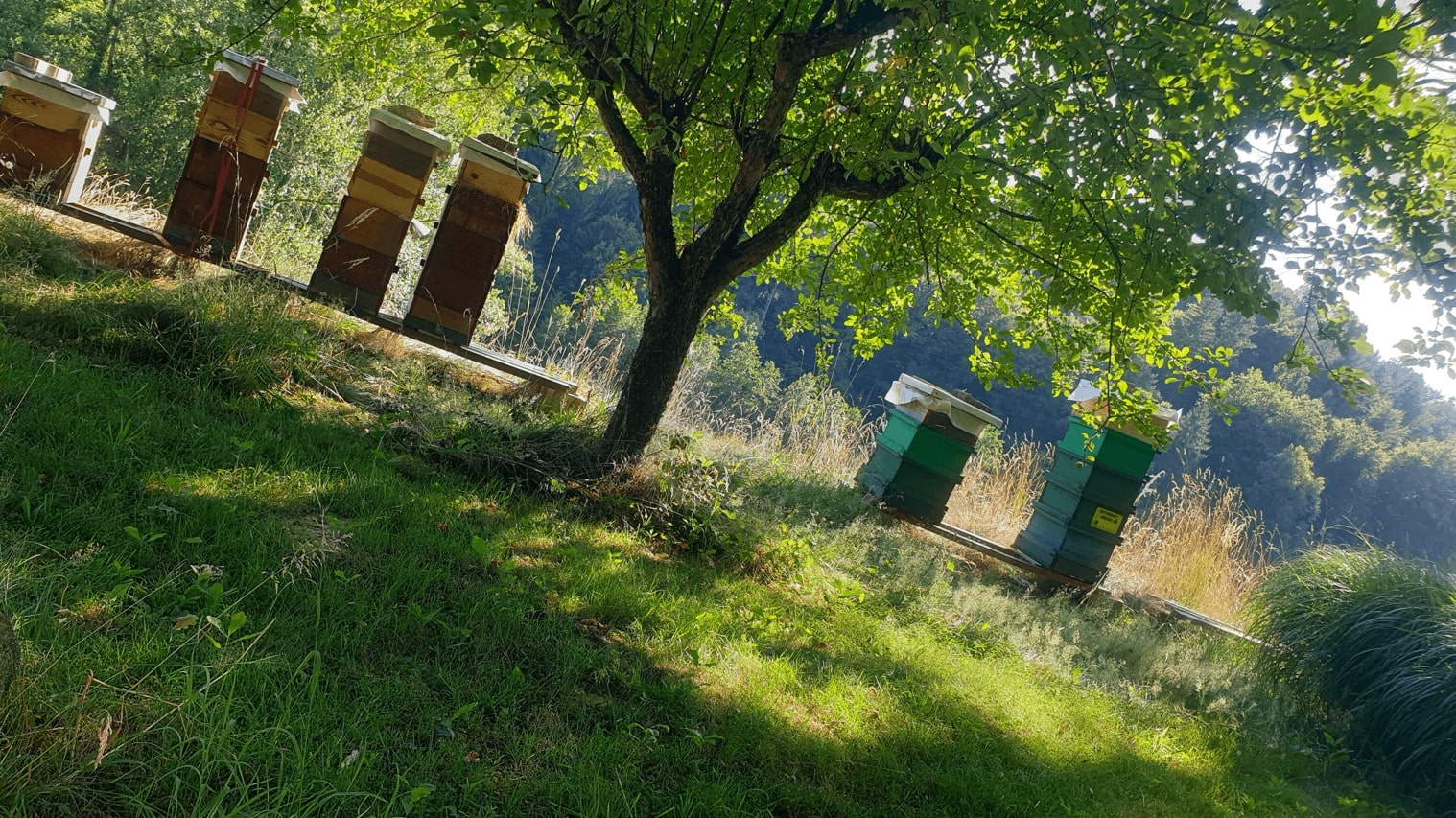 Bienenstand