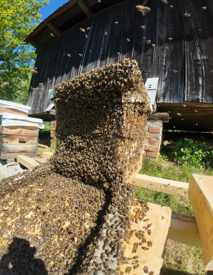 Bienenvolk
